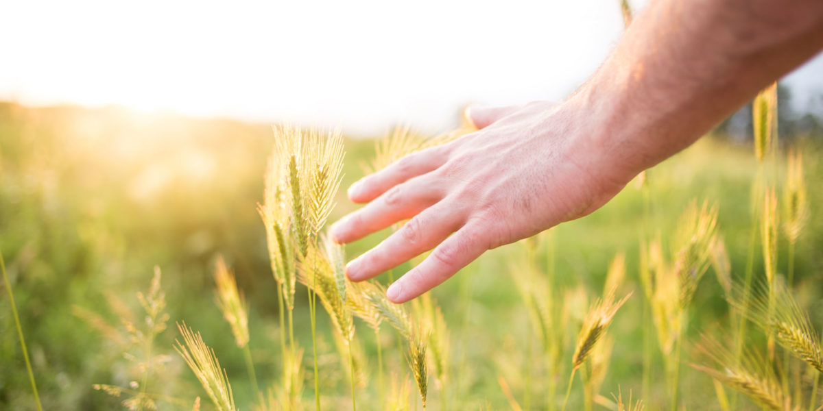 séchage des grains